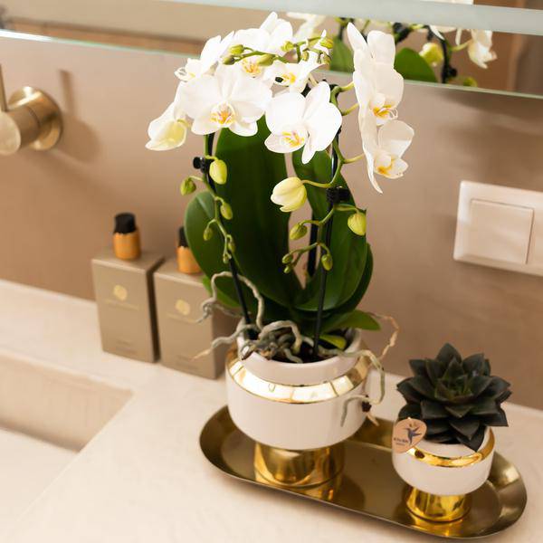 Le Chic Blumentopf Zimmerpflanze Ø6cm – blühende Orchidee für Wohnzimmer, Büro & helle Standorte kaufen – Plant