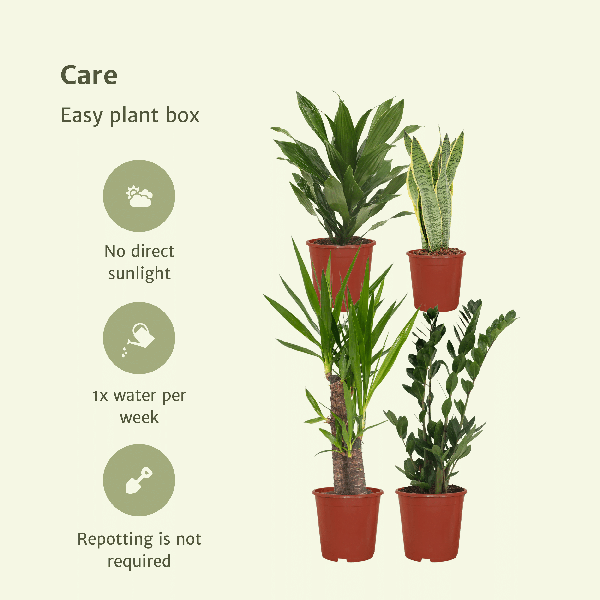 Pflanzkasten Easy – 4 pflegeleichte Zimmerpflanzen – Sansevieria, Yucca, Zamioculcas & Dracaena – Verschiedene Höhen 40-85cm – Ø14 – Ø17 – Plant