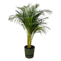 Areca Palme – Betelpalme – Zimmerpflanze ca. 130cm – Ø24cm – inkl. Pflanzgefäß Greenville Grün D30xH28 – Plant