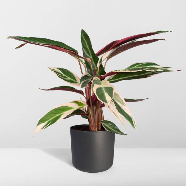 Calathea Triostar – Ø17cm H60cm – Tropische Zimmerpflanze mit rosa – grün – weißem Blattmuster – Pflegeleicht – Für indirektes Licht – Luftreinigend – Plant