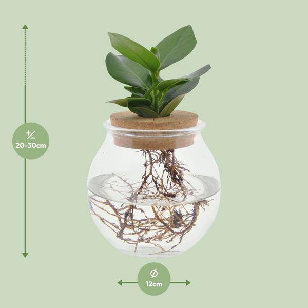 Clusia im Kugelglas mit Schnappkorken – Ø12cm – ↕30cm – Hydroponie – Deko mit grünen Pflanzen – Plant