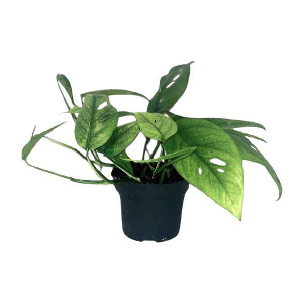 Efeutute Epipremnum Cebu Blue – Ø12cm – ↕20cm – Seltene Zimmerpflanze mit blaugrünem Blattwerk – Pflegeleichte & luftreinigende Rankpflanze für Wohnzimmer & Büro