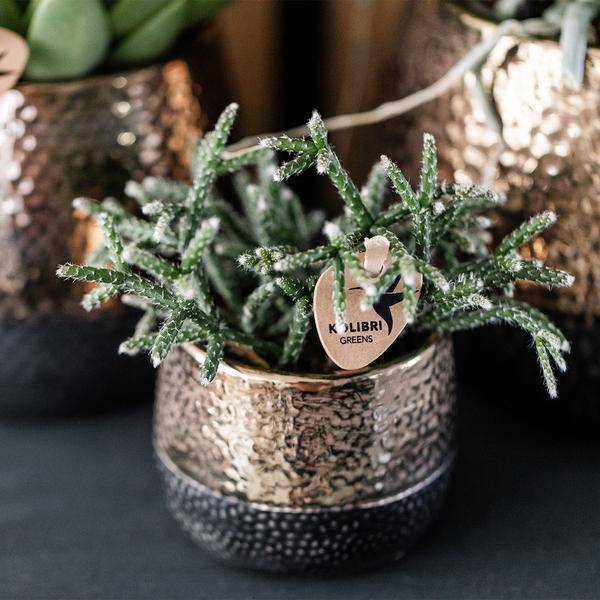 Keramik Blumentopf Kupfer – Mini – Pflanztopf Ø6cm – Glänzender Übertopf für kleine Zimmerpflanzen, Sukkulenten & Kakteen – Plant