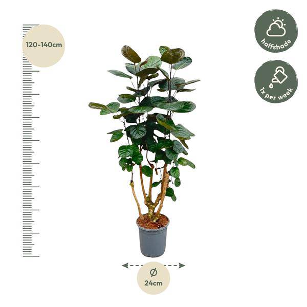 Fiederaralie – Polyscias Fabian – Zimmerpflanze – 130cm – Ø24cm – Elegante Grünpflanze mit runden Blättern – Plant