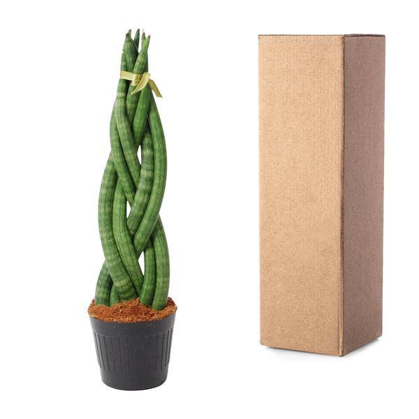 Sansevieria cylindrica Twist – Bogenhanf – pflegeleichte Zimmerpflanze – luftreinigend – ↕40cm – Ø10,5cm – Plant