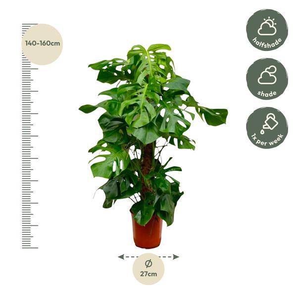 Monstera Deliciosa – Köstliches Fensterblatt – Zimmerpflanze 140cm – Ø24cm – Tropische XXL – Pflanze mit großen grünen Blättern – Pflegeleicht – Plant