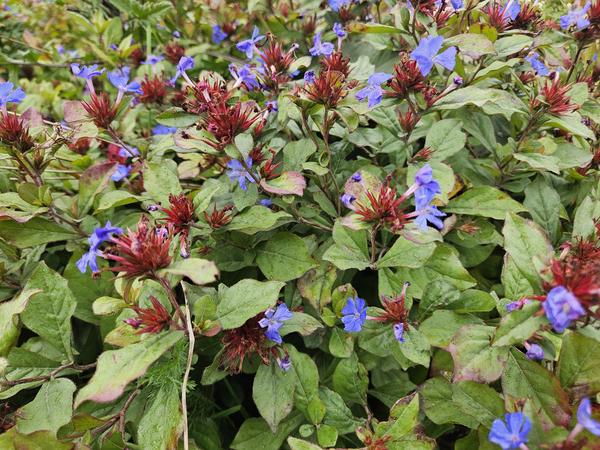 Kriechende Hornnarbe Ceratostigma plumbaginoides – ↕10-25cm – Ø9cm – Bodendecker – Winterhart & pflegeleicht – Sonne & Halbschatten – Plant