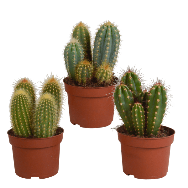 Cereus Mix – 3 Zimmerpflanzen – Ø10,5cm – Verschiedene Säulen – & Stabkakteen – Pflegeleichte Kakteen im Mix – Plant
