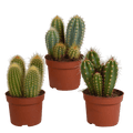 Cereus Mix – 3 Zimmerpflanzen – Ø10,5cm – Verschiedene Säulen – & Stabkakteen – Pflegeleichte Kakteen im Mix – Plant