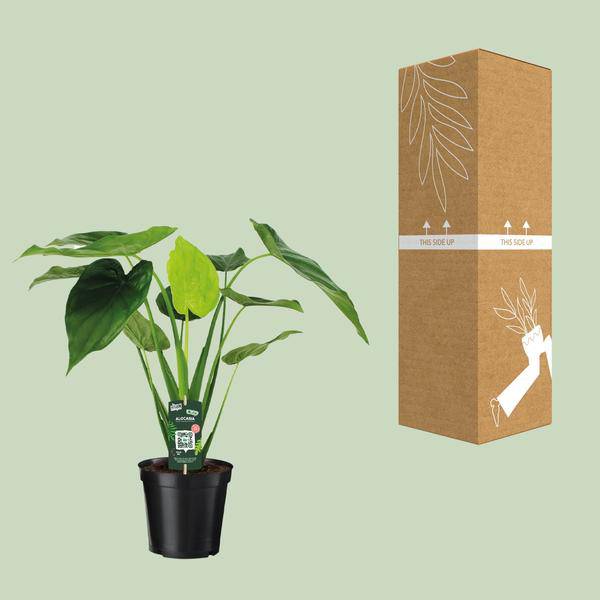 Alocasia Cucullata – Elefantenohr – Ø19cm x H55cm – Tropische Zimmerpflanze mit großen grünen Blättern – Pflegeleicht & dekorativ – Plant