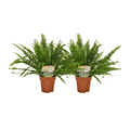 Nephrolepis Krausfarn – 2 Pflanzen – ca. 30cm hoch – Ø12cm – Zimmerpflanzen mit gefiederten Blättern – Pflegeleichte Farne für Wohnzimmer & Büro – Plant