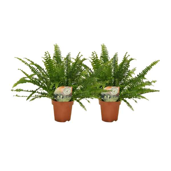 Nephrolepis Krausfarn – 2 Pflanzen – ca. 30cm hoch – Ø12cm – Zimmerpflanzen mit gefiederten Blättern – Pflegeleichte Farne für Wohnzimmer & Büro – Plant