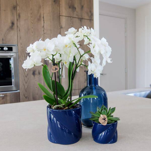 Candy Dekotopf Blau Ø9cm – runder Keramik Übertopf in frischem Blau – fröhliches Design für Orchideen & Zimmerpflanzen – Plant