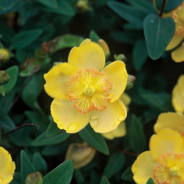 Hypericum calycinum – Großkelchiges Johanniskraut – ↕10-25cm – Ø9cm – Bodendecker & Blühpflanze – Pflegeleicht & sonnig – Plant
