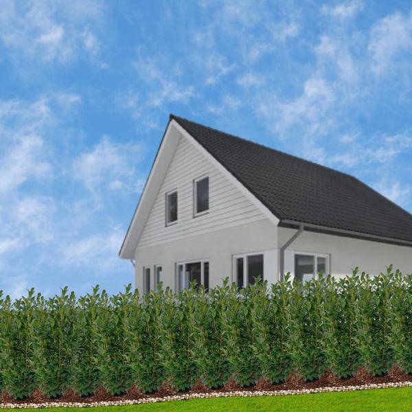 Kirschlorbeer Rotundifolia – 20 Pflanzen für 10 Meter Hecke – Immergrüne Lorbeerkirsche 125-150cm – Schnellwachsend & dicht – Plant