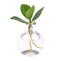 Clusia im Samoa Glas – Ø5cm – ↕10cm – dekorative Hydroponik – Zimmerpflanze mit Korkverschluss – pflegeleicht & modern – Plant