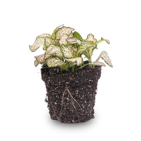 Fittonia Pink Tiger – Mosaikpflanze – Zimmerpflanze – Terrarienpflanze – Ø8,5cm – Tropische Pflanze mit rosa, weißen & grünen Blättern – Plant