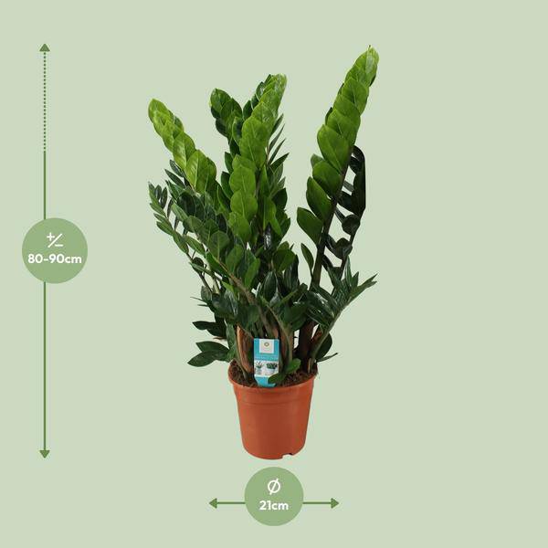 Glücksfeder Zamioculcas Zamiifolia Zimmerpflanze Ø21cm ↕80cm – pflegeleichte Grünpflanze für Wohnzimmer, Büro & helle Standorte kaufen – Plant