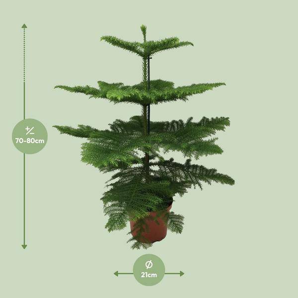 Norfolk-Araukarie (Araucaria Heterophylla) – Zimmerpflanze Ø21cm – 70cm hoch – Luftreinigend, pflegeleicht & dekorativ – Schlankes Design für kleine Räume – Plant