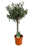 Olivenbaum Olea Europaea – Zimmerpflanze – Ø15cm – Höhe ca. 60cm – Mediterrane, pflegeleichte Grünpflanze – Für Wohn – und Büroräume – Plant