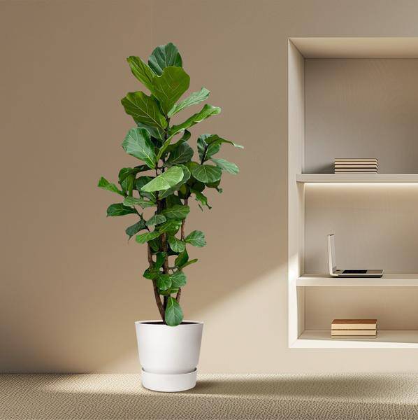 Geigen – Feige – Ficus Lyrata – Zimmerpflanze 200cm – Ø40cm – XXL – Designpflanze mit großen geigenförmigen Blättern – Pflegeleicht – Plant