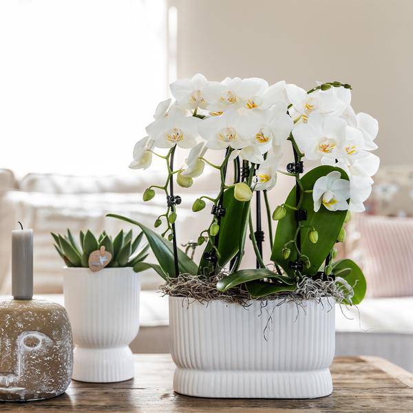 Übertopf Diabolo Weiß – Ø6cm – Mini – Blumentopf mit eleganter Form – Keramiktopf für kleine Zimmerpflanzen & Sukkulenten – Plant