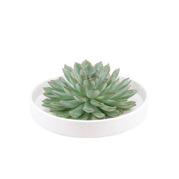 Sukkulente – Echeveria pulidonis Rootless – Ø20cm Schale Weiß – Zimmerpflanze ohne Wurzeln – Pflegeleichte Schnitt – Plant