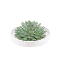 Sukkulente – Echeveria pulidonis Rootless – Ø20cm Schale Weiß – Zimmerpflanze ohne Wurzeln – Pflegeleichte Schnitt – Plant