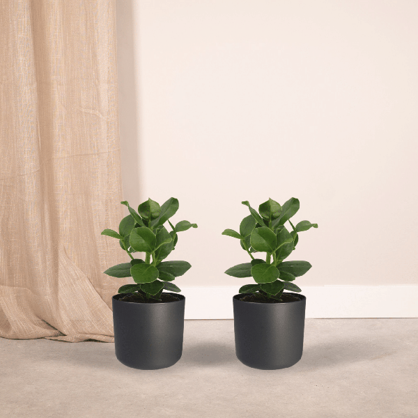 Signaturbaum Clusia Princess Zimmerpflanze Ø12cm ↕15cm – pflegeleichte Grünpflanze für Wohnzimmer, Büro & helle Standorte kaufen – Plant