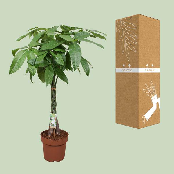 Glückskastanie Pachira Aquatica Zimmerpflanze Ø24cm ↕120cm – pflegeleichte Grünpflanze für Wohnzimmer, Büro & helle Standorte kaufen – Plant