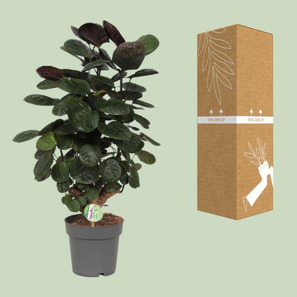 Fiederaralie Polyscias Scutellaria Fabian Zimmerpflanze Ø19cm ↕60cm – pflegeleichte Grünpflanze für Wohnzimmer, Büro & helle Standorte kaufen – Plant