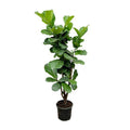 Feigenbaum – Ficus Lyrata – ca. 170cm hoch – Ø32cm – Geigenfeige als imposante Zimmerpflanze – XXL Grünpflanze mit großen Blättern – Plant