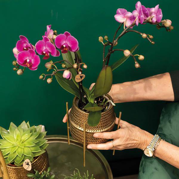 Phalaenopsis Orchidee – Flieder – Morelia – Mit goldfarbenem Groove Ziertopf – Ø9cm – 35cm hoch – Blühende Zimmerpflanze – Deko – Plant