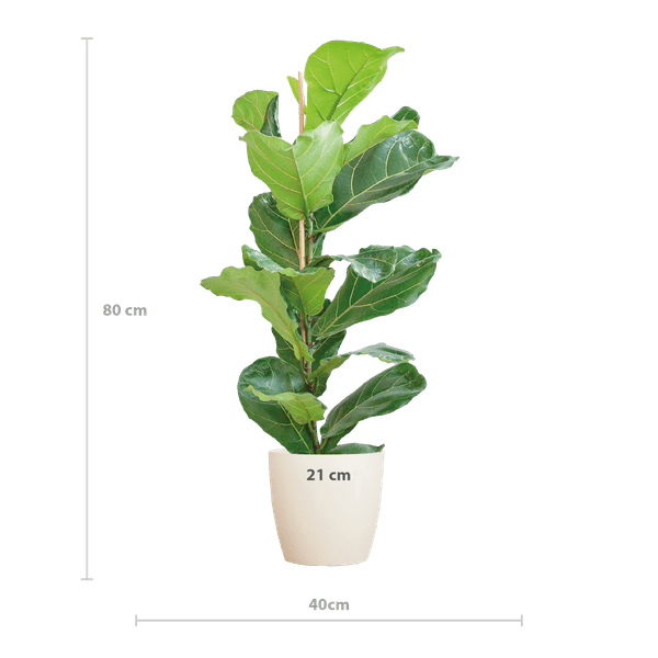 Ficus Lyrata – Geigen – Feige – Zimmerpflanze ↕80cm – Ø21cm – große Blätter – inklusive nachhaltigem Viber Topf Weiß – Plant