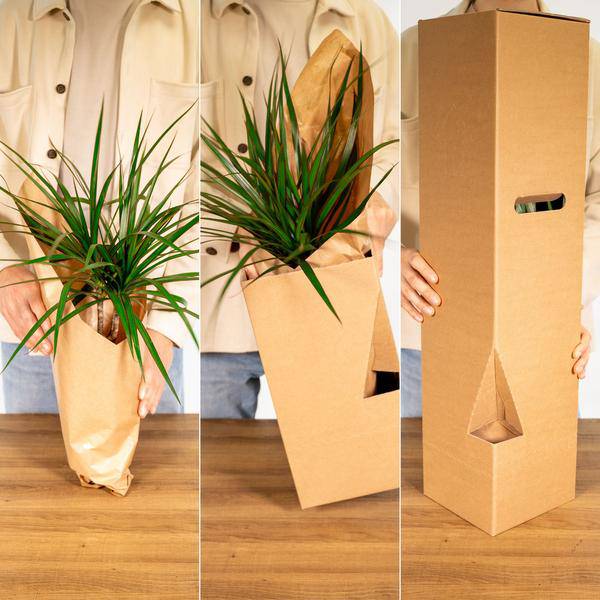 Calathea Ornata Korbmarante – Zimmerpflanze – Ø19cm ↕75cm – Dunkelgrüne Blätter mit rosa Streifen – Tropische Pflanze für Wohnräume – Plant