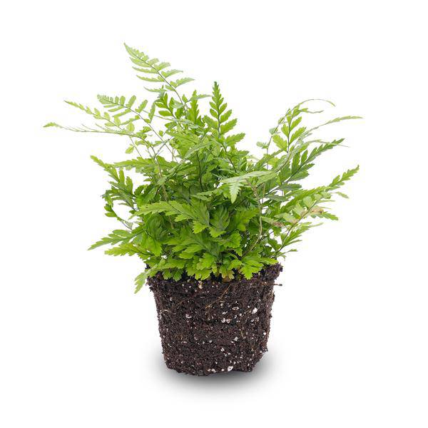 Farn Athyrium spicatum – pflegeleichter Flaschengarten im Glas, Pflanzen Terrarium für Wohnzimmer & Büro – Plant