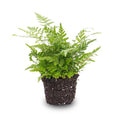 Farn Athyrium spicatum – pflegeleichter Flaschengarten im Glas, Pflanzen Terrarium für Wohnzimmer & Büro – Plant