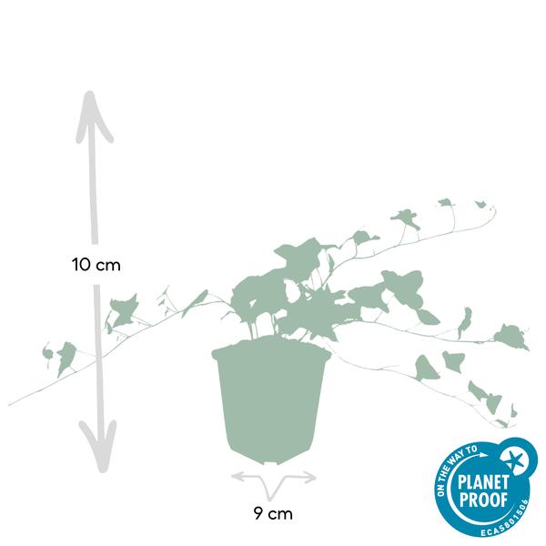 Hedera helix 'Glacier' – Weißgrüner Efeu – Ø9cm – ↕10-25cm – Bodendecker & pflegeleicht – schnellwachsend – Plant