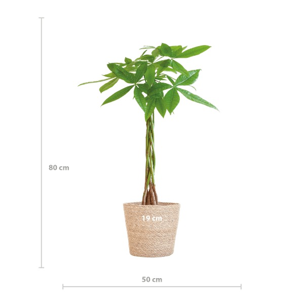Pachira Aquatica 80cm – Glückskastanie Zimmerpflanze Ø21cm im naturfarbenen Seegras – Korb Sofia – Geldbaum mit geflochtenem Stamm – Plant