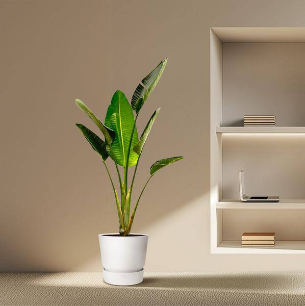 Baum – Strelitzie – Strelitzia Augusta – Weißer Paradiesvogel – Zimmerpflanze – 180cm – Ø30cm – Tropische Grünpflanze für Wohnzimmer und Büro – Plant
