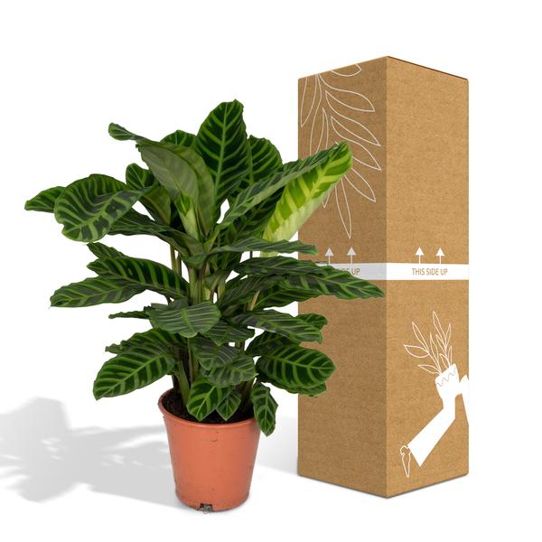 Calathea Zebrina – Pfauenpflanze – Zimmerpflanze – Ø19cm x ↕80cm – Tropische Blattpflanze mit Zebramuster – Luftreinigend & pflegeleicht – Plant