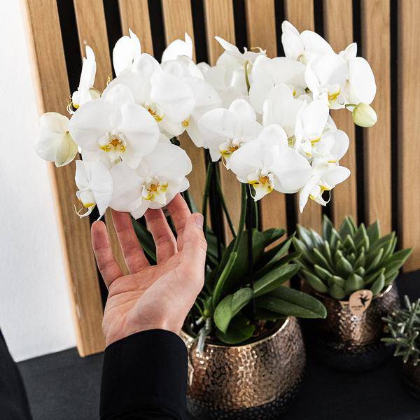 Keramik Blumentopf Kupfer – Pflanztopf Ø12cm – Übertopf glänzend für Zimmerpflanzen, Wohnzimmer, Küche, Büro & Innenräume – Plant