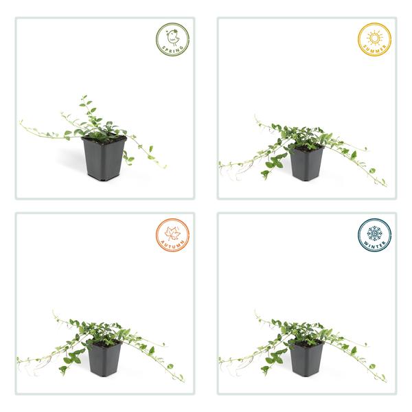 Immergrün – Vinca minor 'Alba' – ↕10-25cm – Ø9cm – Bodendecker mit weißen Blüten – Pflegeleicht & sonnig/schattig – Plant