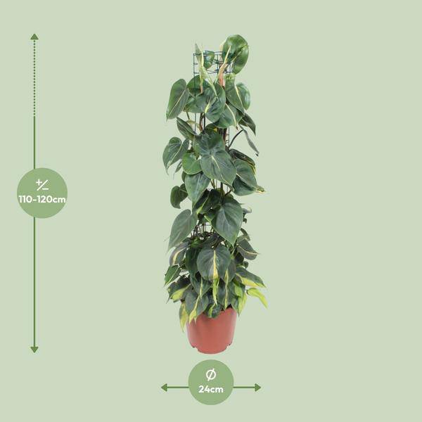 Philodendron Scandens Brasil – Baumfreund – Zimmerpflanze – Ø24cm ↕120cm – Herzblattpflanze mit grün – gelben Blättern – tropische Hängepflanze – Plant