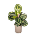 Calathea Medallion – Korbmarante – Ø17cm – ↕40-50cm – Exotische Zimmerpflanze mit dekorativen Blättern – Pflegeleicht & luftreinigend – Plant