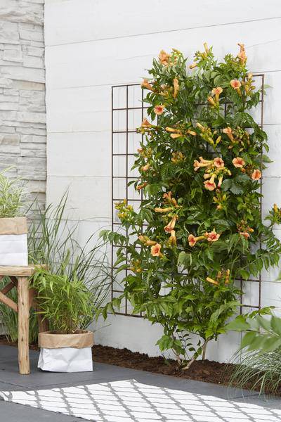 Trompetenblume Orange Gartenpflanze Ø15cm ↕65cm – winterharte Pflanze für Garten, Balkon, Terrasse, Kübel & Beet online kaufen – Plant