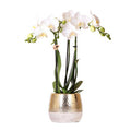 Phalaenopsis Orchidee Weiß Amabilis Zimmerpflanze Ø9cm ↕40cm – blühende Orchidee für Wohnzimmer, Büro & helle Standorte kaufen – Plant