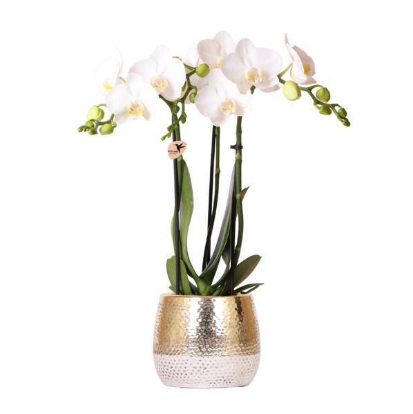 Phalaenopsis Orchidee Weiß Amabilis Zimmerpflanze Ø9cm ↕40cm – blühende Orchidee für Wohnzimmer, Büro & helle Standorte kaufen – Plant