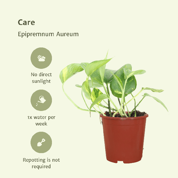 Efeutute Epipremnum aureum Scindapsus Zimmerpflanze Ø12cm ↕20cm – pflegeleichte Grünpflanze für Wohnzimmer, Büro & helle Standorte kaufen – Plant