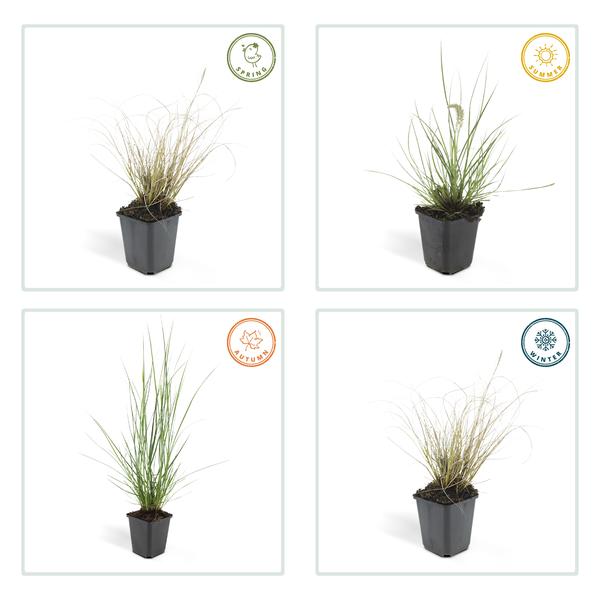 Lampenputzergras Pennisetum alopecuroides 'Hameln' – ↕10-25cm – Ø9cm – Cremige Blüten von August – Herbst – Plant